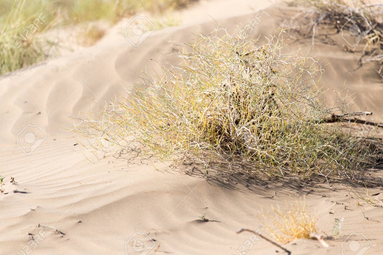 砂漠の砂の中の植物 の写真素材 画像素材 Image 砂漠の砂の中の植物 の写真素材 画像素材 Image