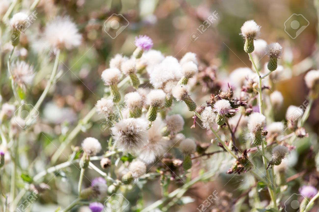 とげのある植物の花 の写真素材 画像素材 Image