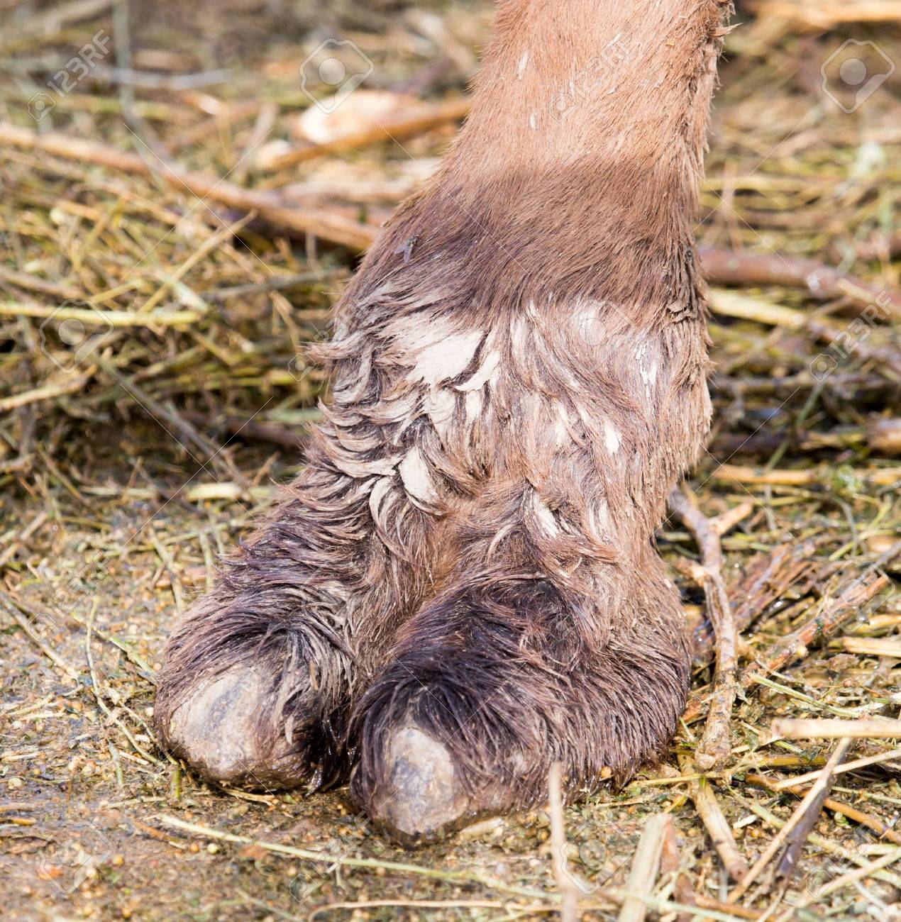 33882570-camel-foot-Stock-Photo.jpg