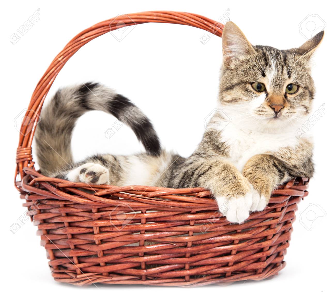 basket cats