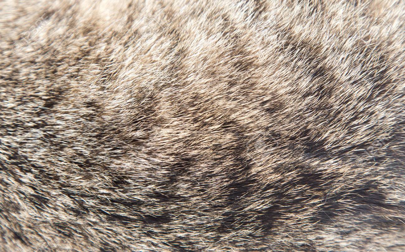 猫の毛のテクスチャ の写真素材 画像素材 Image
