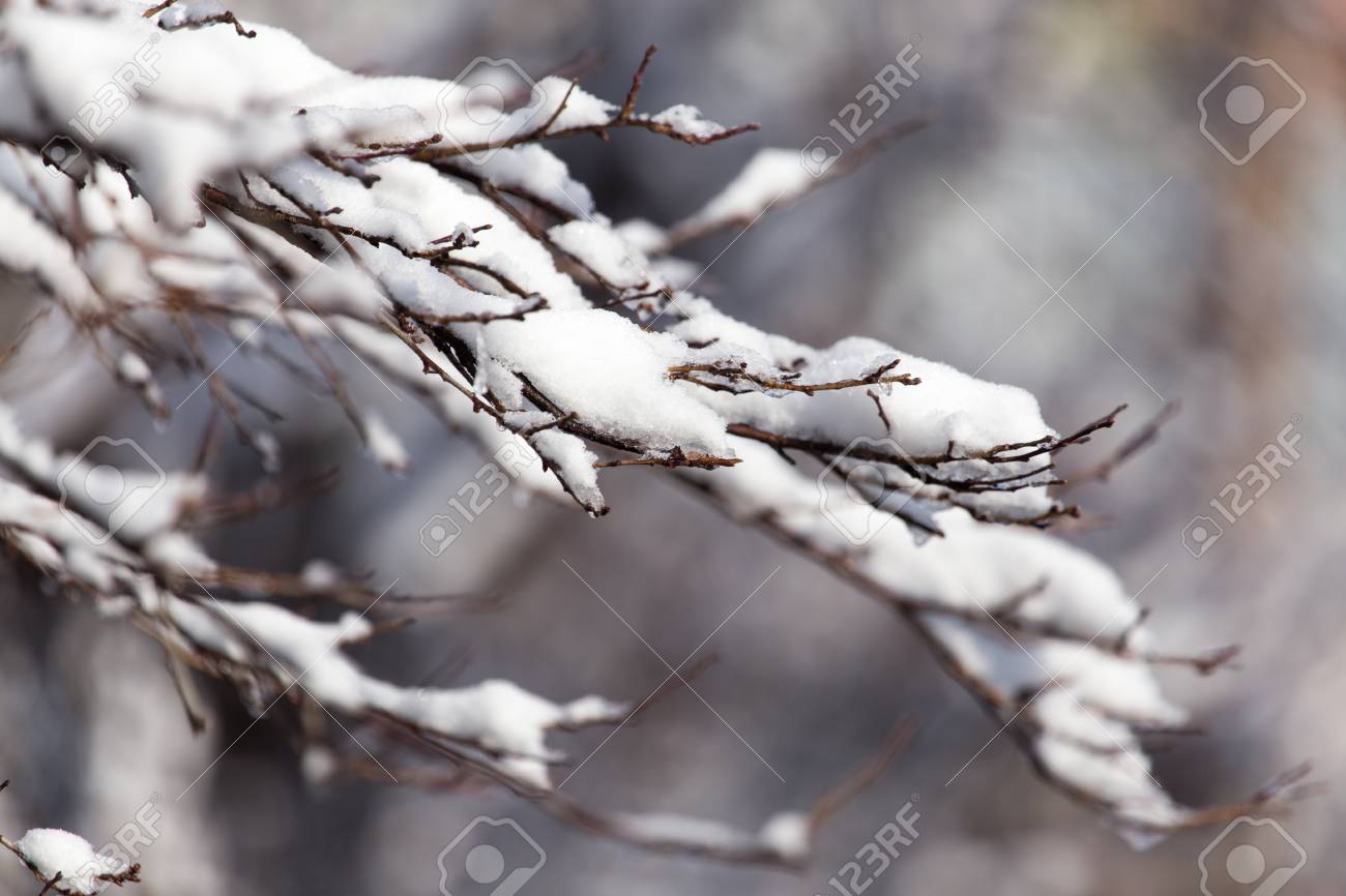 冬の雪の中で木の枝 の写真素材 画像素材 Image