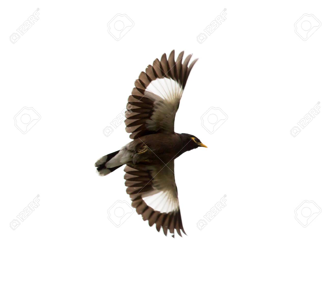 etiam-dictum-ipsum-a-felis