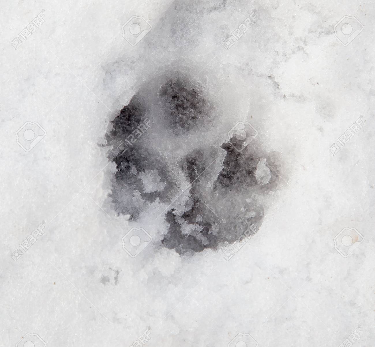 白い雪の上の犬の足跡 の写真素材 画像素材 Image 白い雪の上の犬の足跡 の写真素材 画像素材 Image