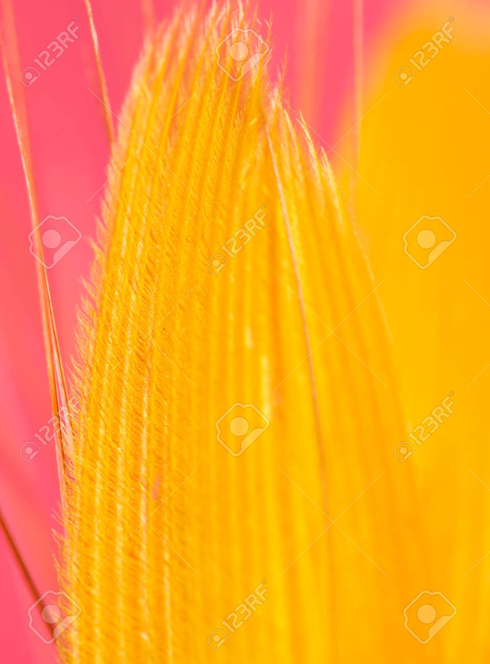 赤の背景に黄色の羽 閉じる の写真素材 画像素材 Image