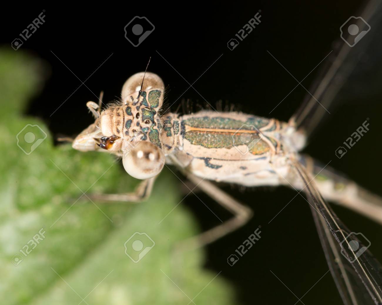 etiam-dictum-ipsum-a-felis