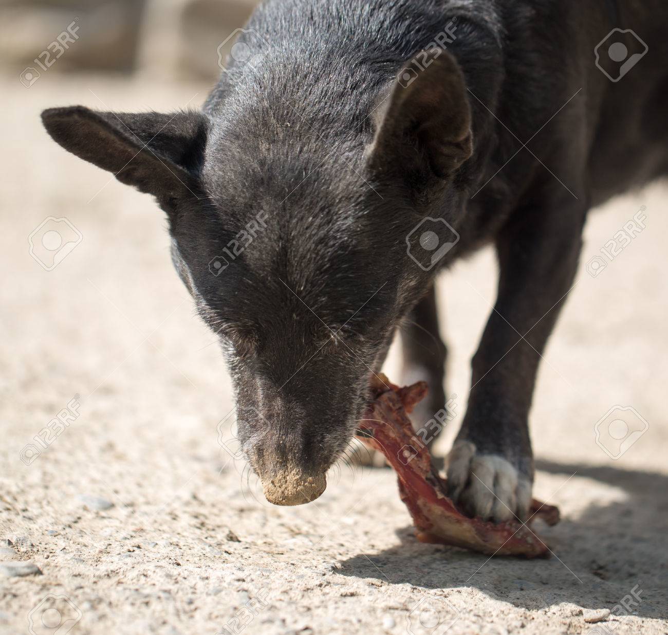 犬が骨を食べる の写真素材 画像素材 Image