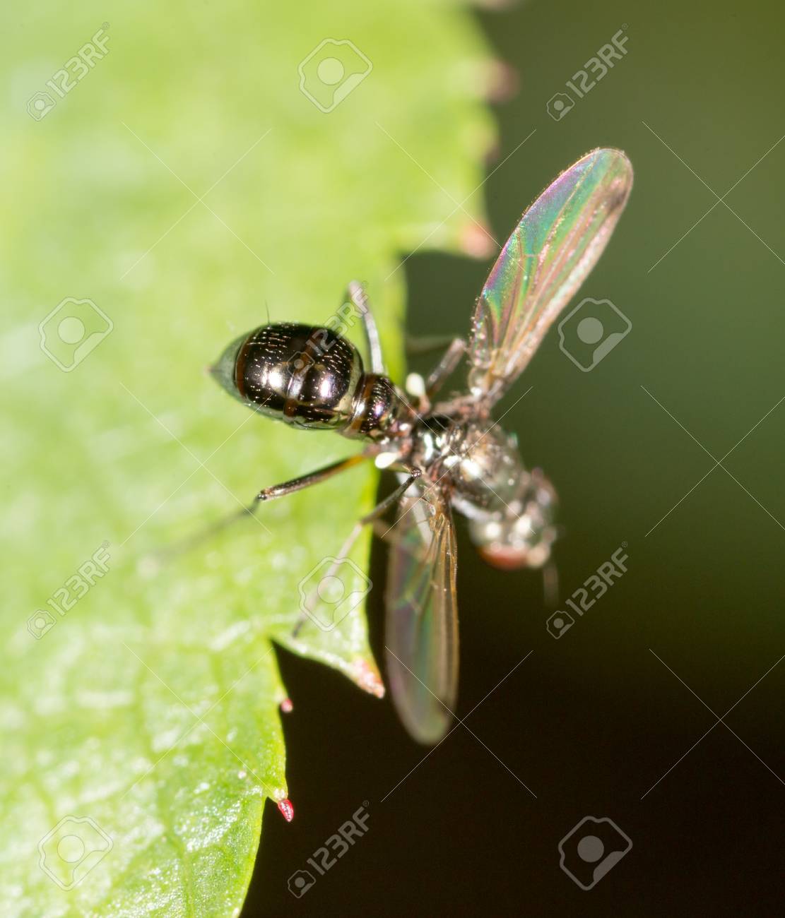 etiam-dictum-ipsum-a-felis