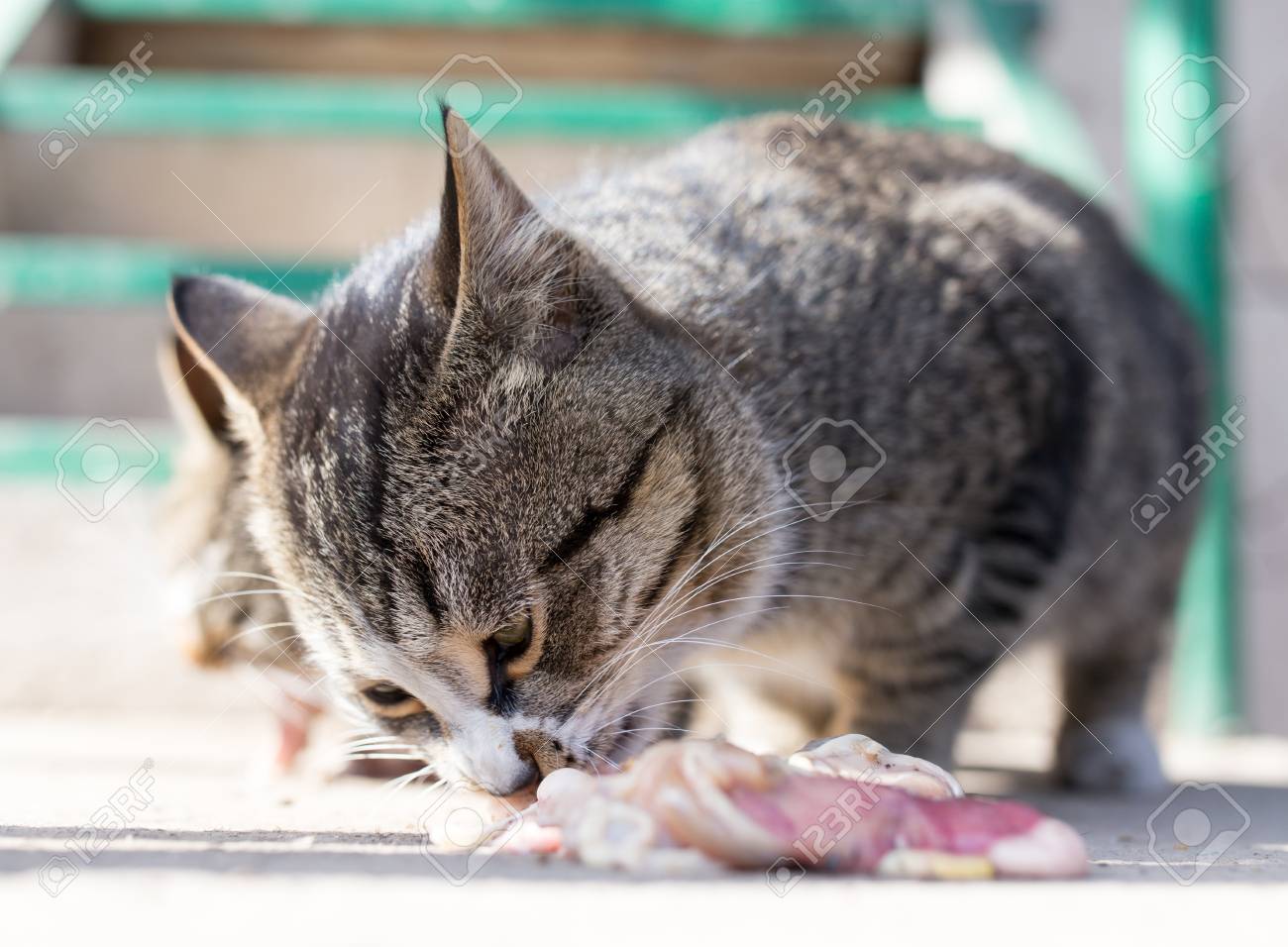 etiam-dictum-ipsum-a-felis