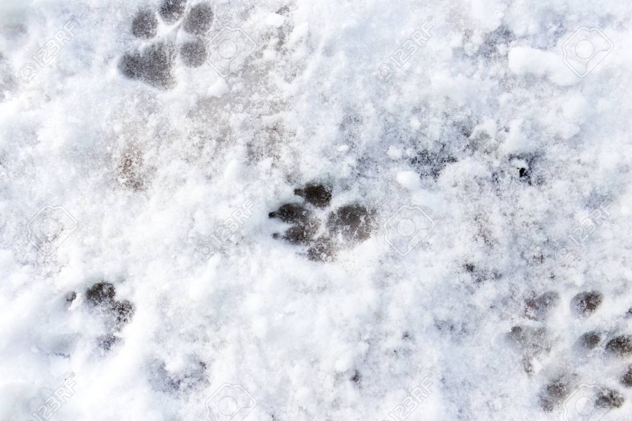雪の中の犬の足跡 の写真素材 画像素材 Image 雪の中の犬の足跡 の写真素材 画像素材 Image
