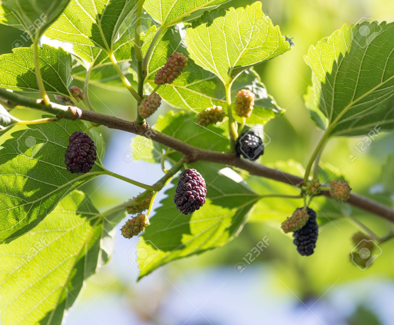 etiam-dictum-ipsum-a-felis