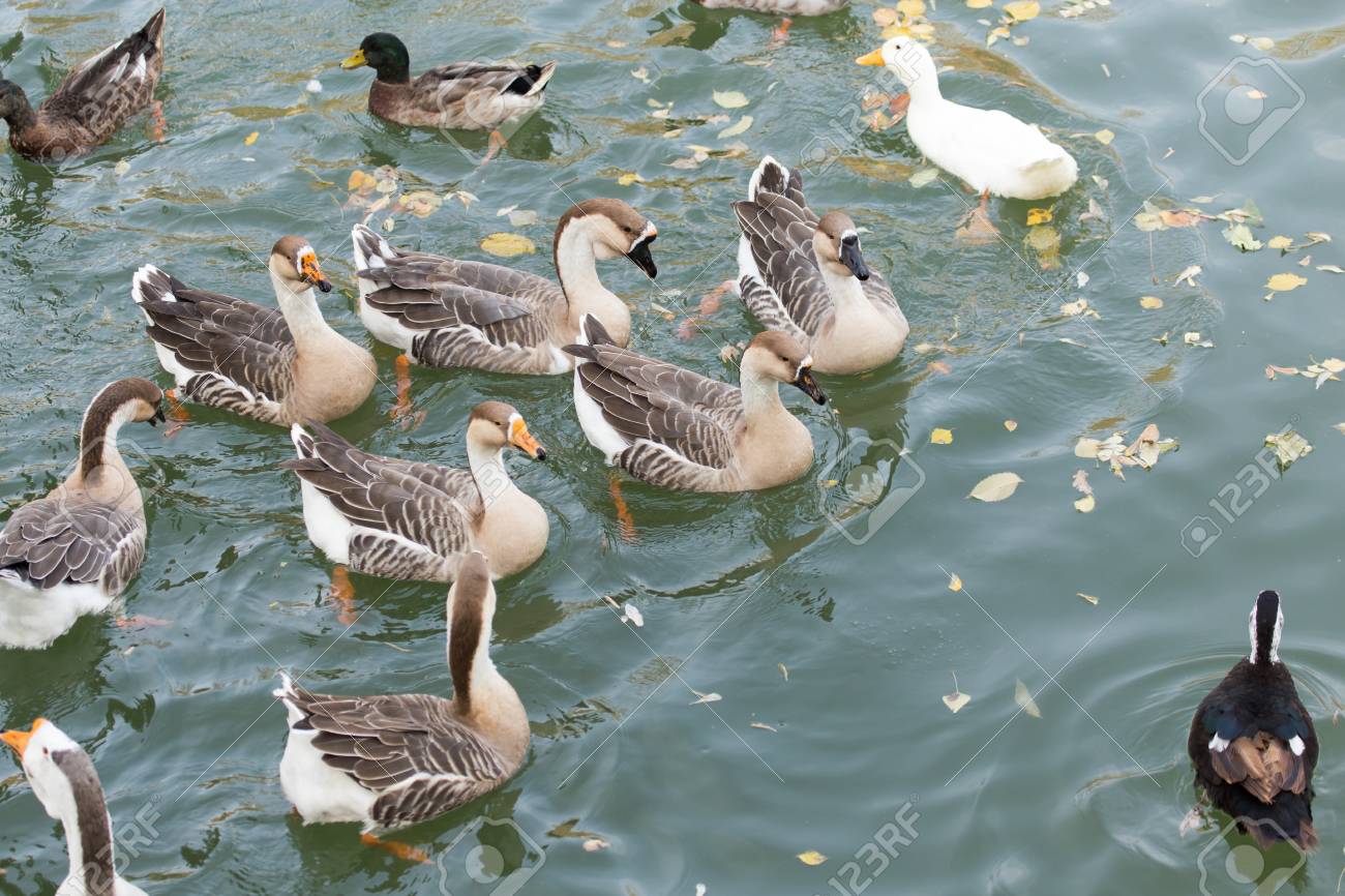 Una Bandada De Patos En El Lago En Otono Fotos Retratos Imagenes Y Fotografia De Archivo Libres De Derecho Image 66543450