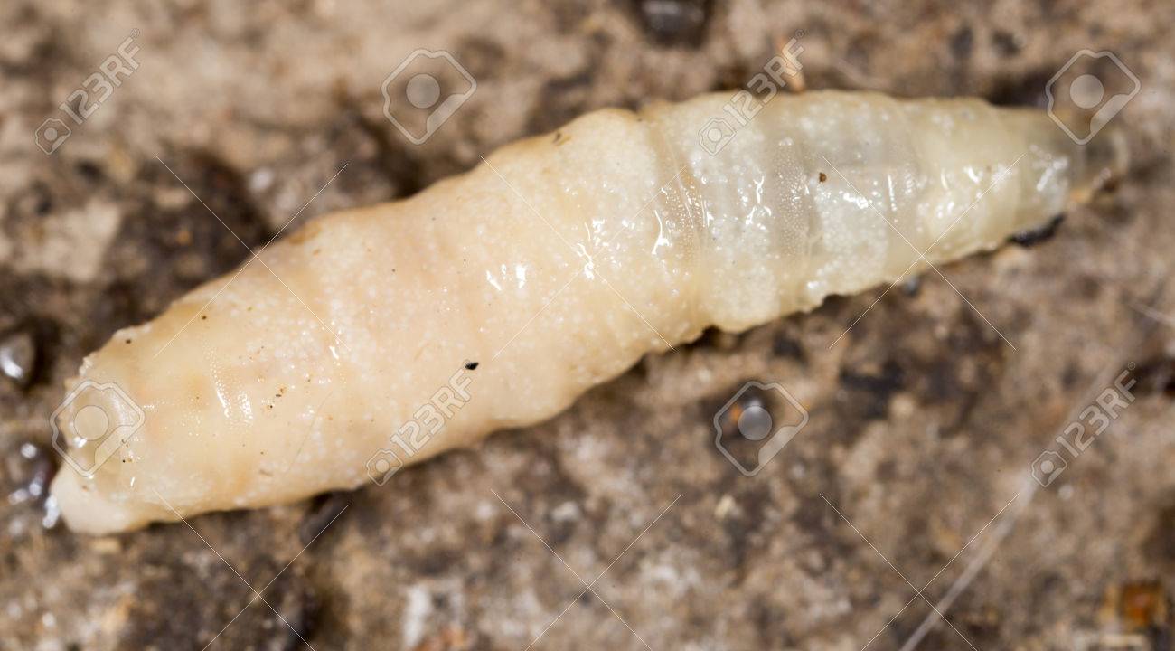 grubs image
