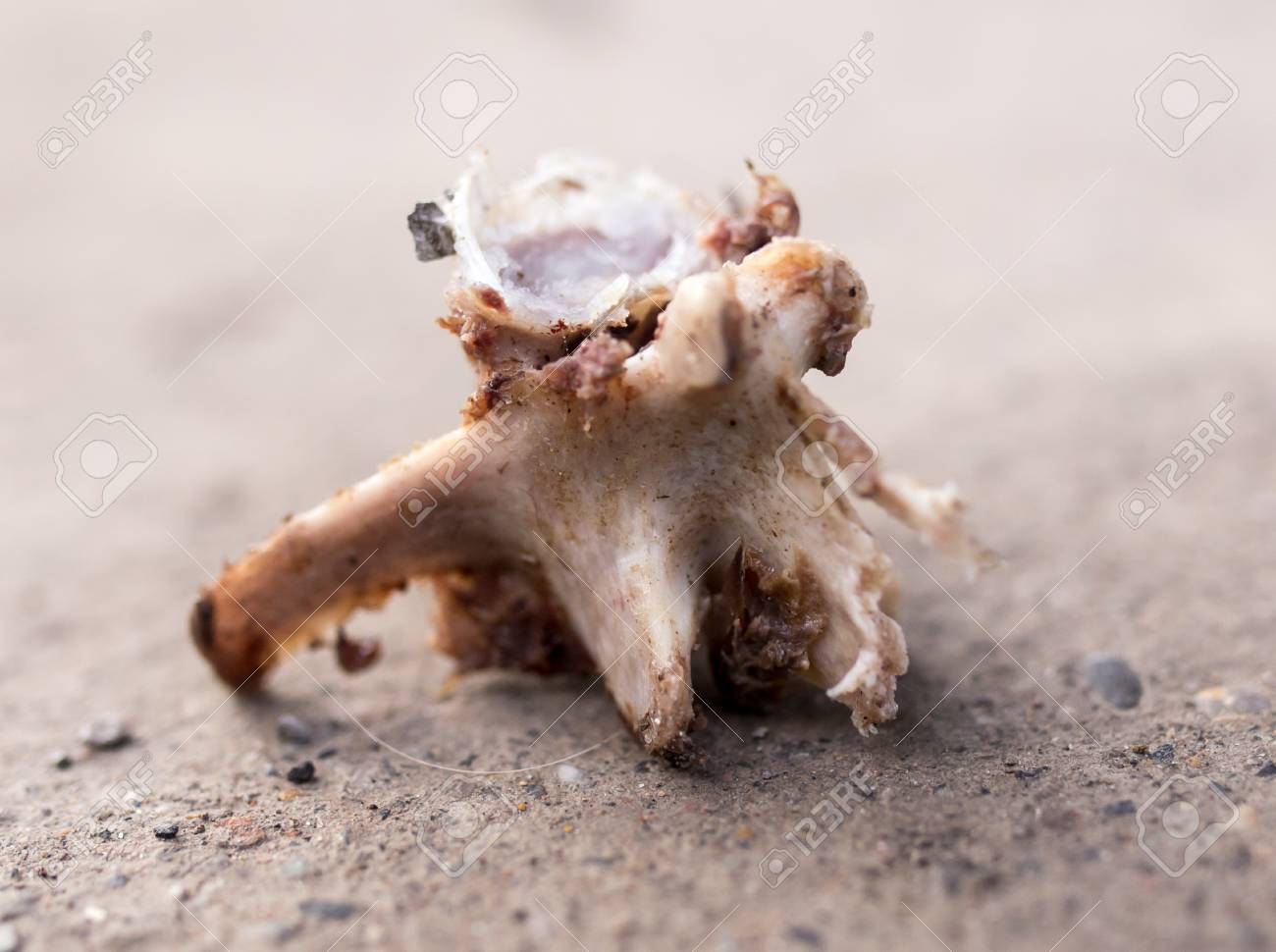 etiam-dictum-ipsum-a-felis