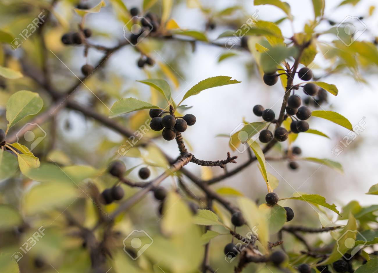 Black Berries On The Tree Stock Photo Picture And Royalty Free Image Image 71938194