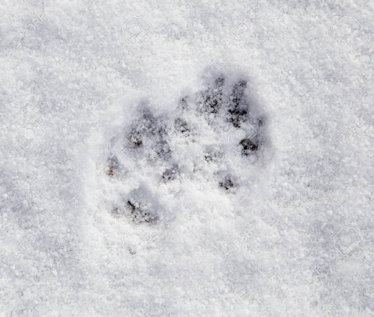 背景として雪の中での犬の足跡 の写真素材 画像素材 Image 背景として雪の中での犬の足跡 の写真素材 画像素材 Image