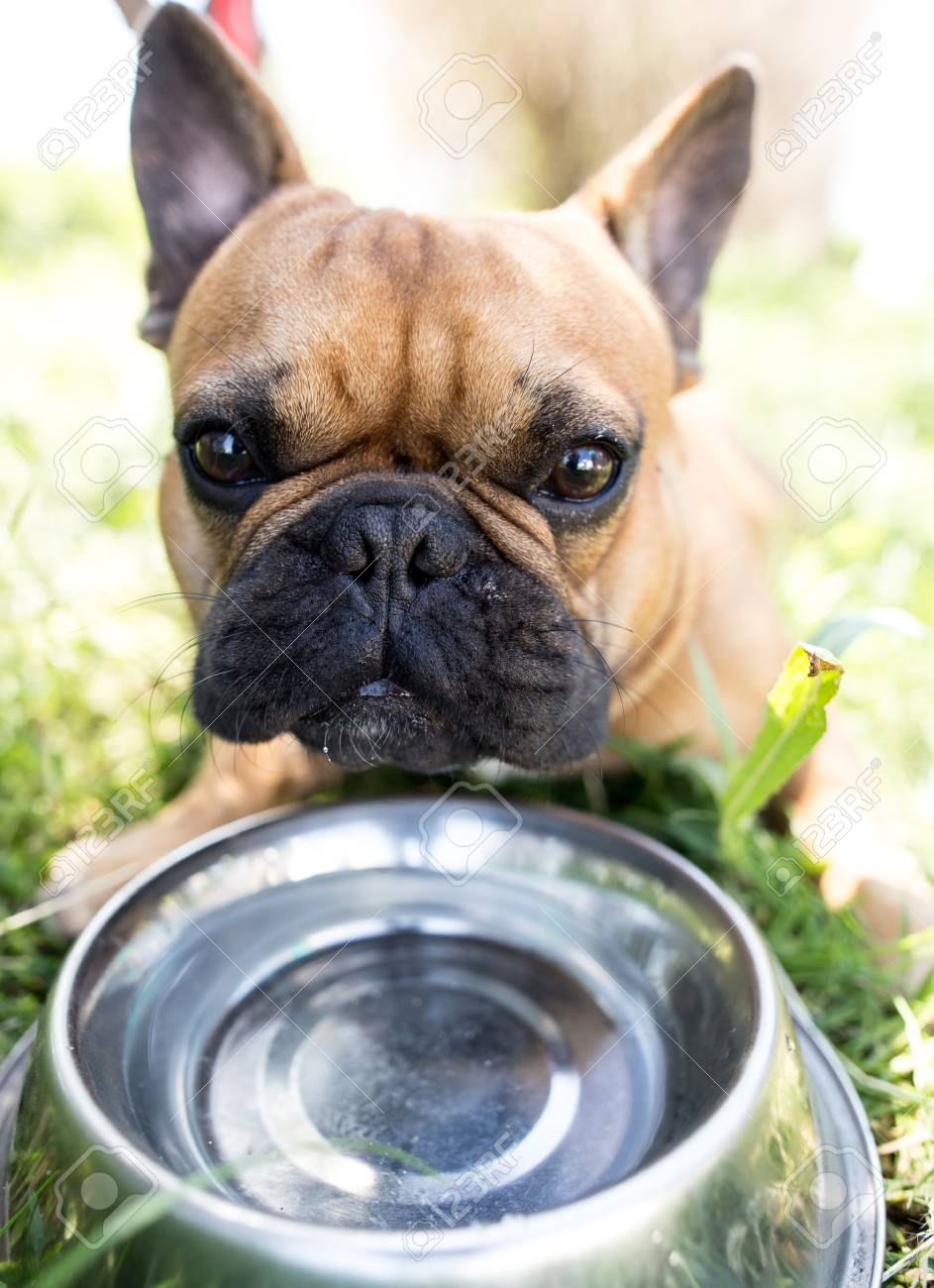 dog drinking bowl