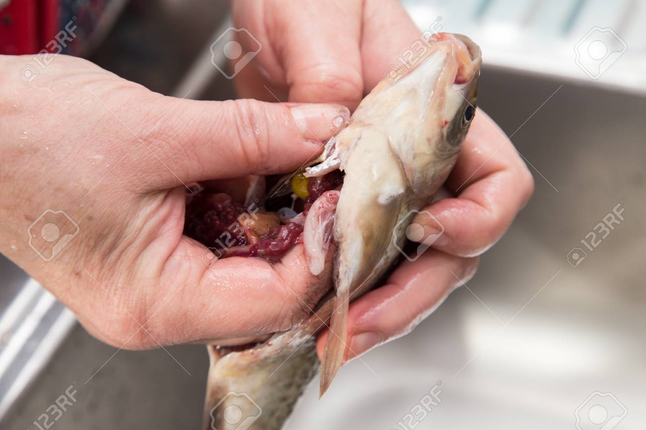 料理は 魚の内臓をプルします の写真素材 画像素材 Image 料理は 魚の内臓をプルします の写真素材 画像素材 Image
