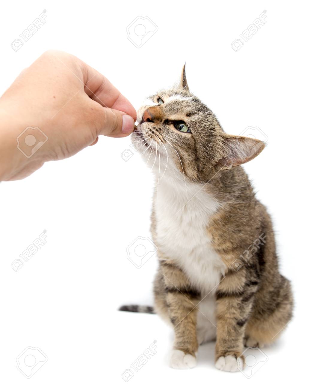Man Is Feeding With A Cat S Hand On A White Background Stock Photo Picture And Royalty Free Image Image 80318222