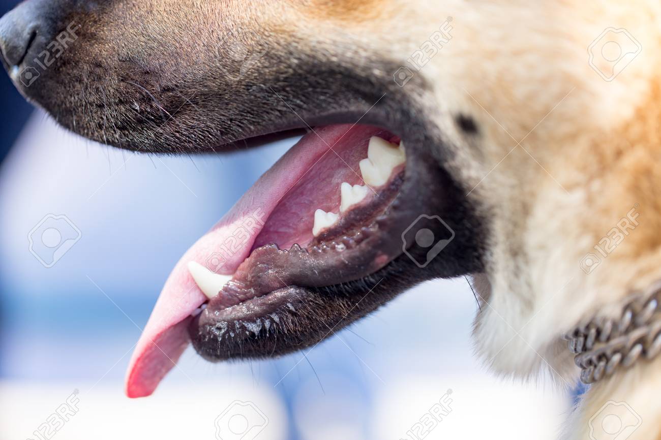 歯と舌で犬の口の中 の写真素材 画像素材 Image