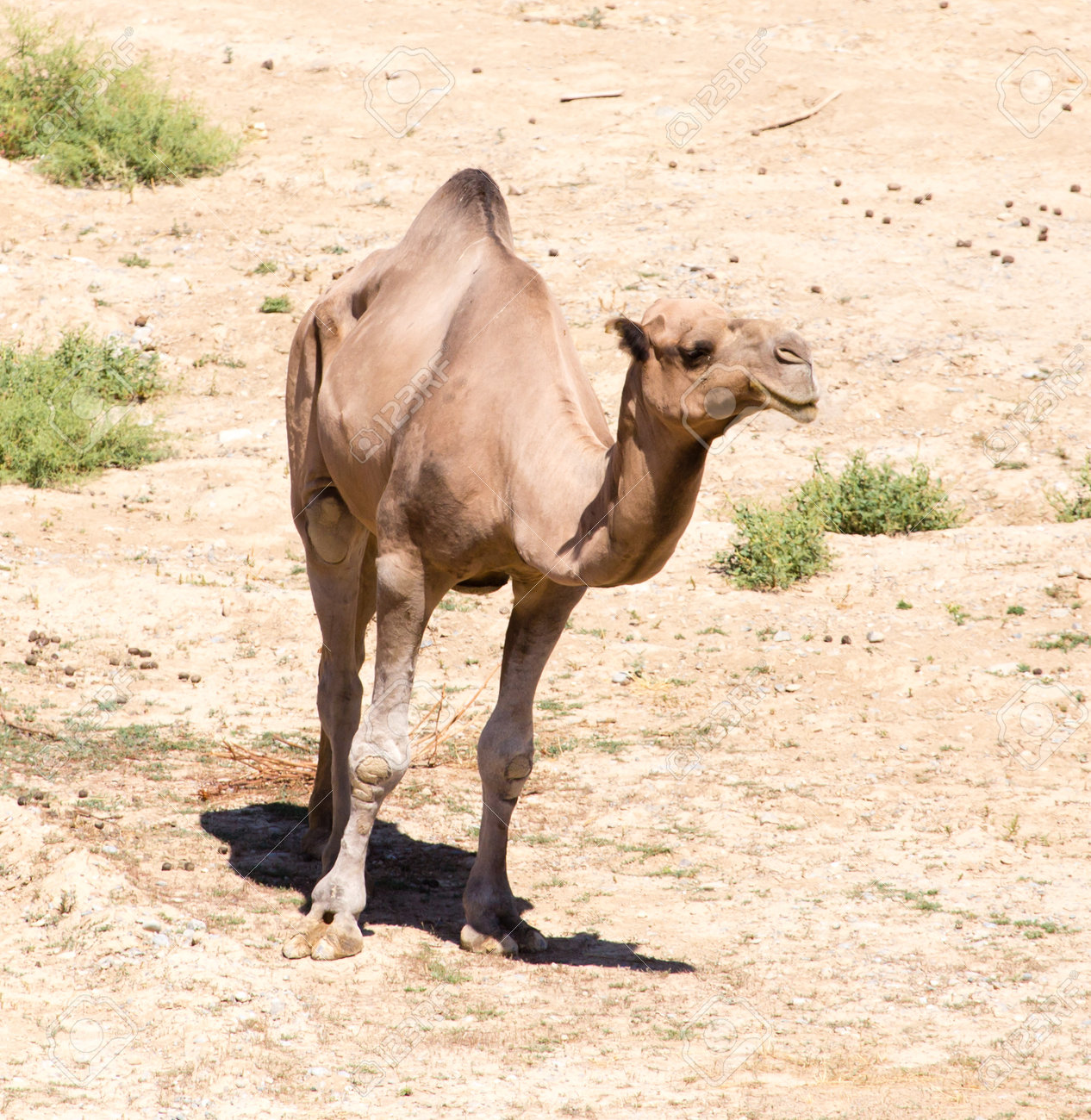 ラクダは砂漠の野生動物の牧草地 の写真素材 画像素材 Image