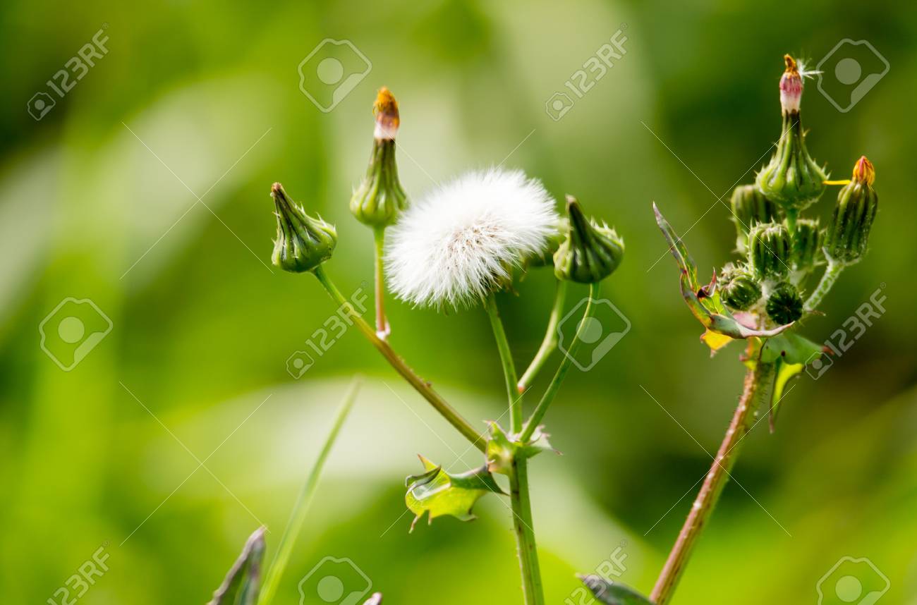 自然の中のとげのある植物でふわふわの花 の写真素材 画像素材 Image 3641
