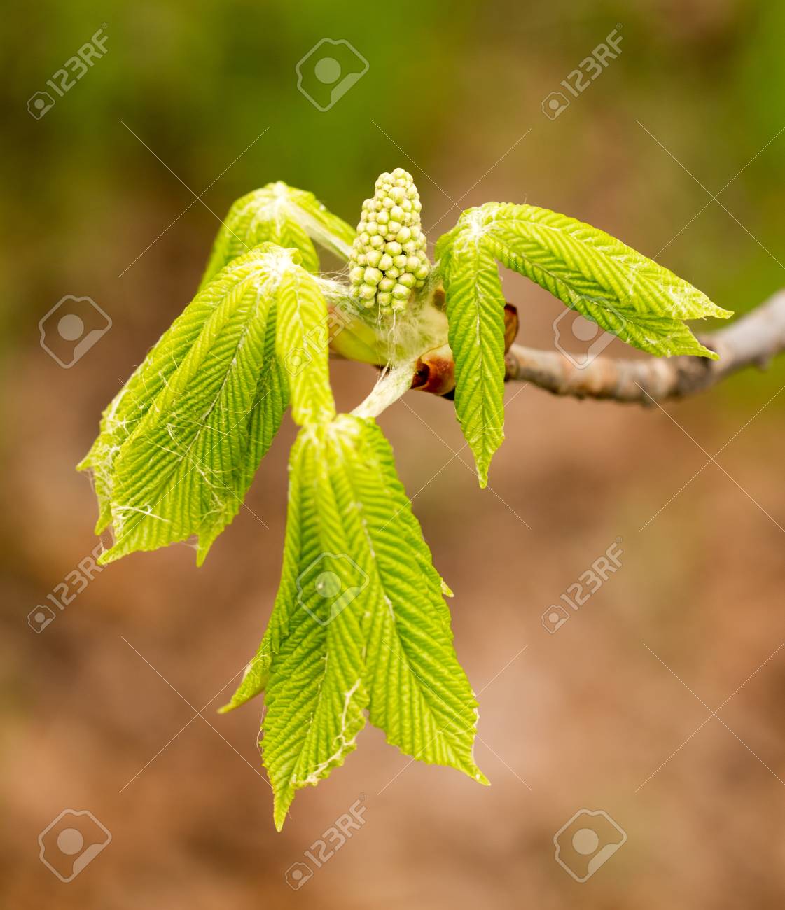 春の栗の木 々の葉と腎臓 の写真素材 画像素材 Image