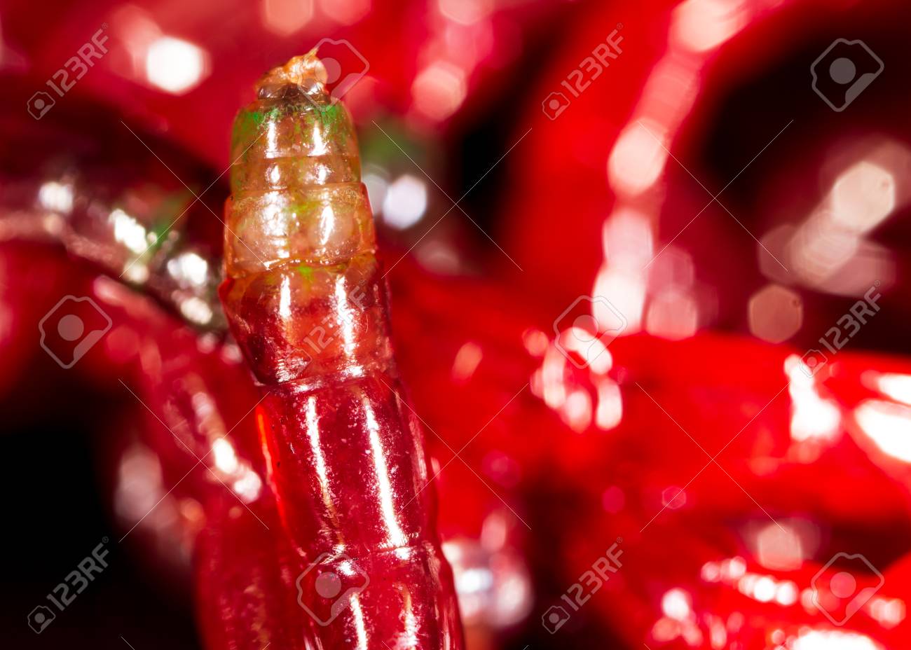 etiam-dictum-ipsum-a-felis