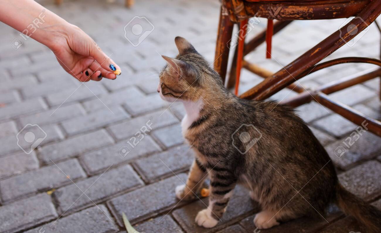 etiam-dictum-ipsum-a-felis