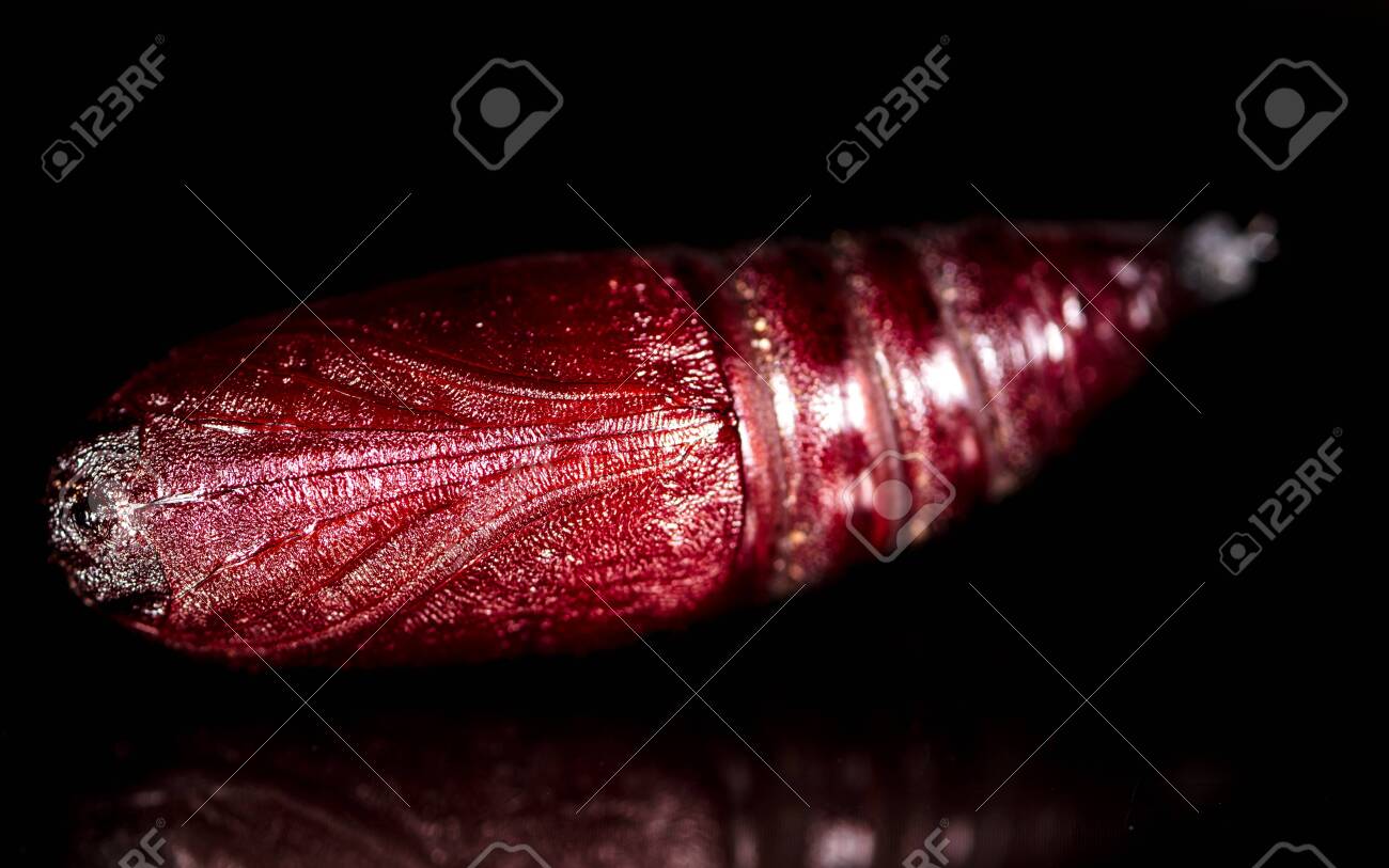 etiam-dictum-ipsum-a-felis