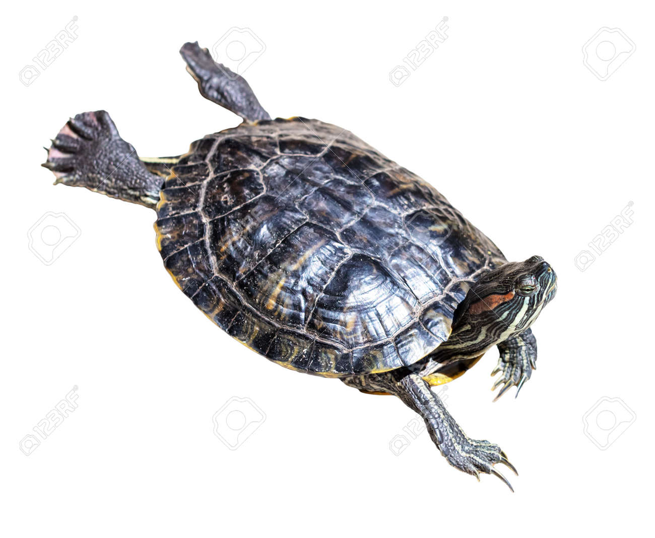 etiam-dictum-ipsum-a-felis