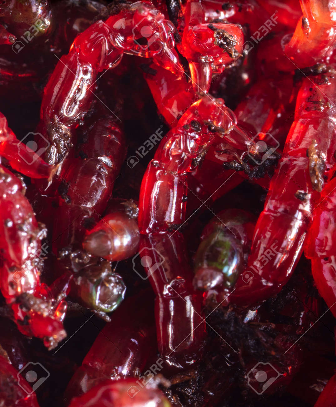 etiam-dictum-ipsum-a-felis