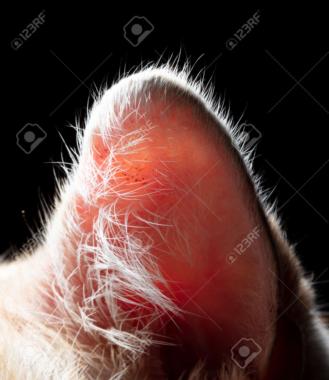 etiam-dictum-ipsum-a-felis