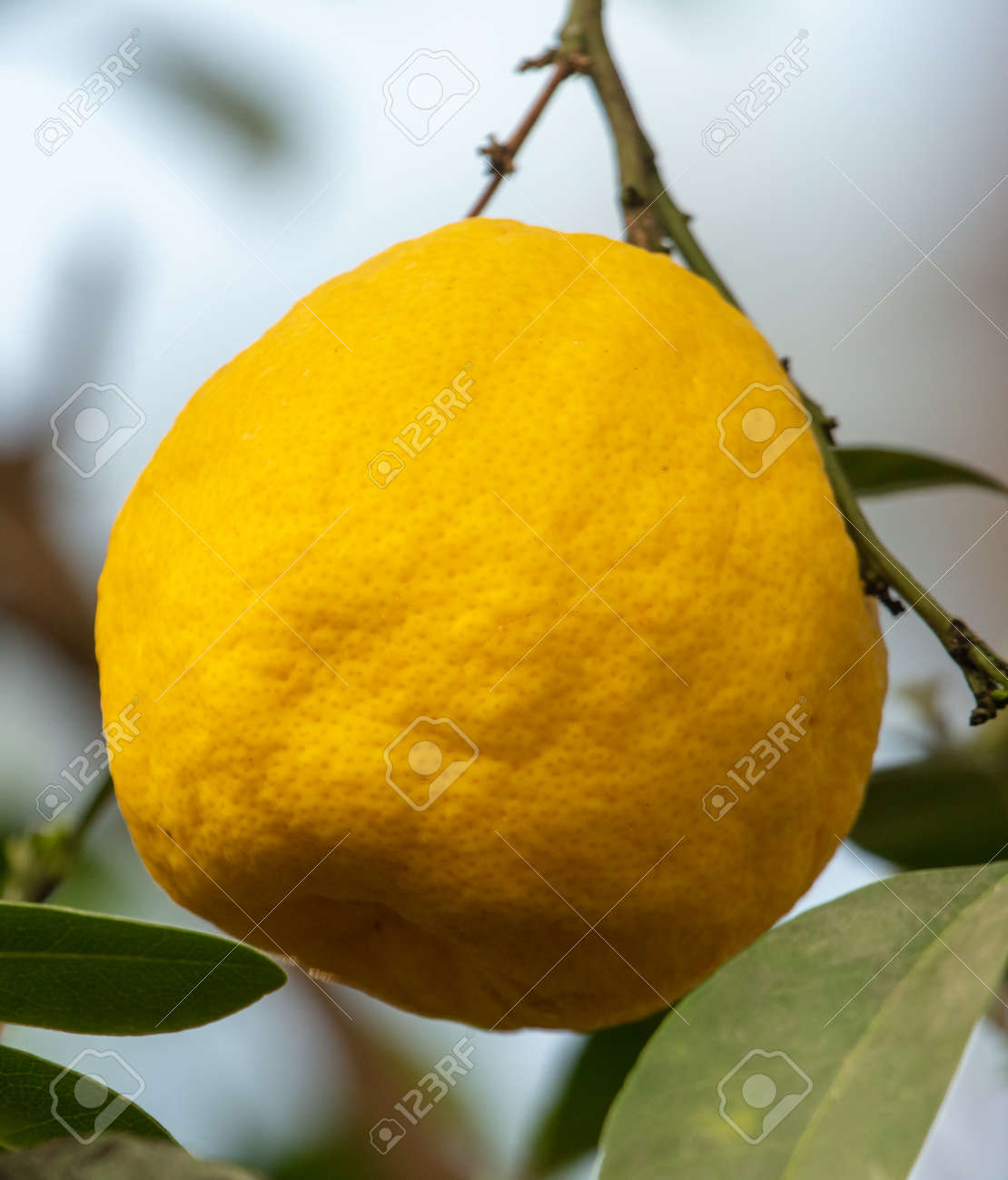 新鮮な黄色の柑橘類 【公式通販】