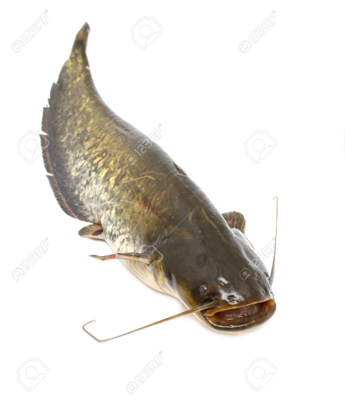 etiam-dictum-ipsum-a-felis