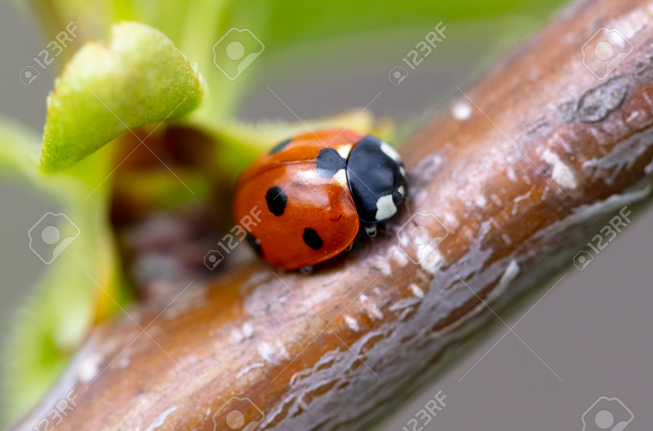 藤の木を葉っぱに、てんとうむし 藤の木を葉っぱに、てんとうむし 藤の木を葉っぱに、てんとうむし