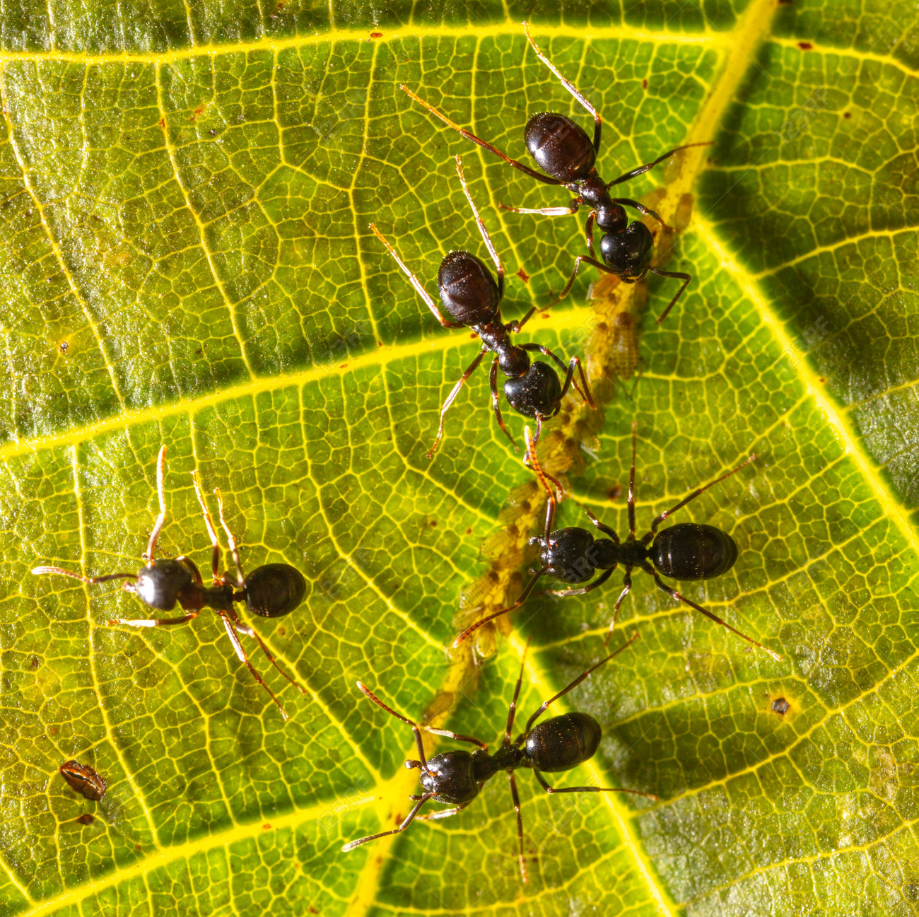 etiam-dictum-ipsum-a-felis