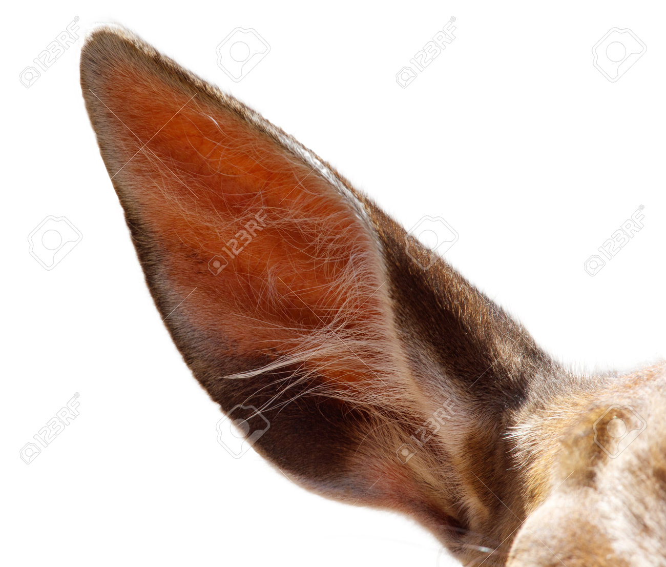 etiam-dictum-ipsum-a-felis