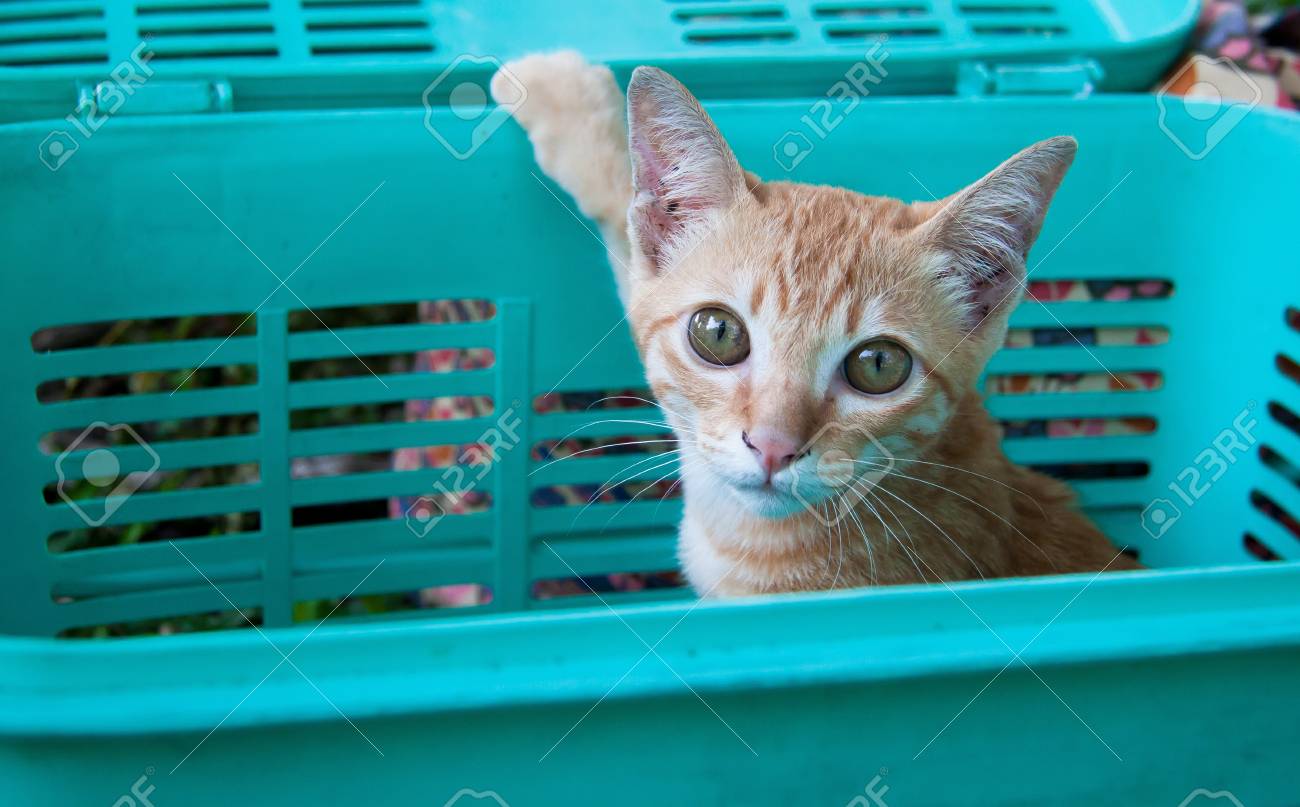 etiam-dictum-ipsum-a-felis