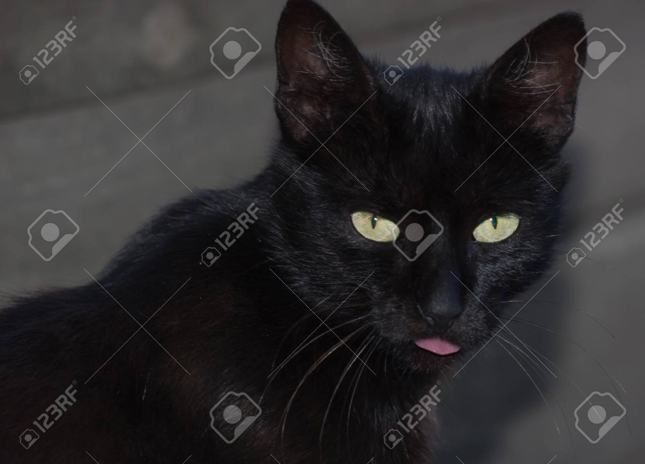 etiam-dictum-ipsum-a-felis