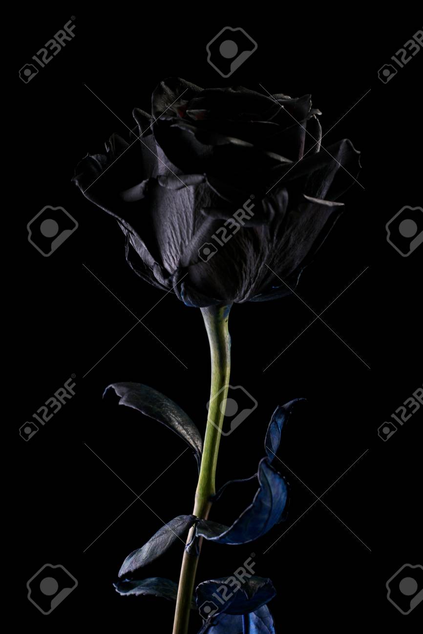 黒い背景に黒いバラ。 の写真素材・画像素材 Image 97399911.