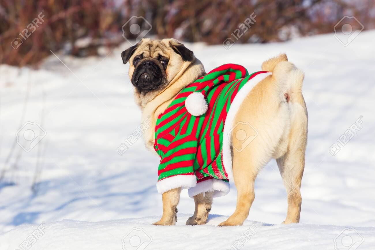 pug elf costume