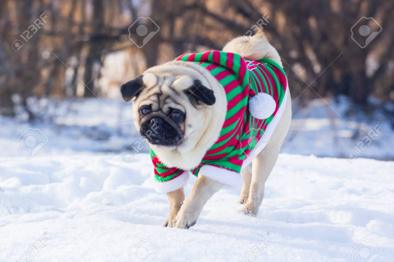 pug elf costume