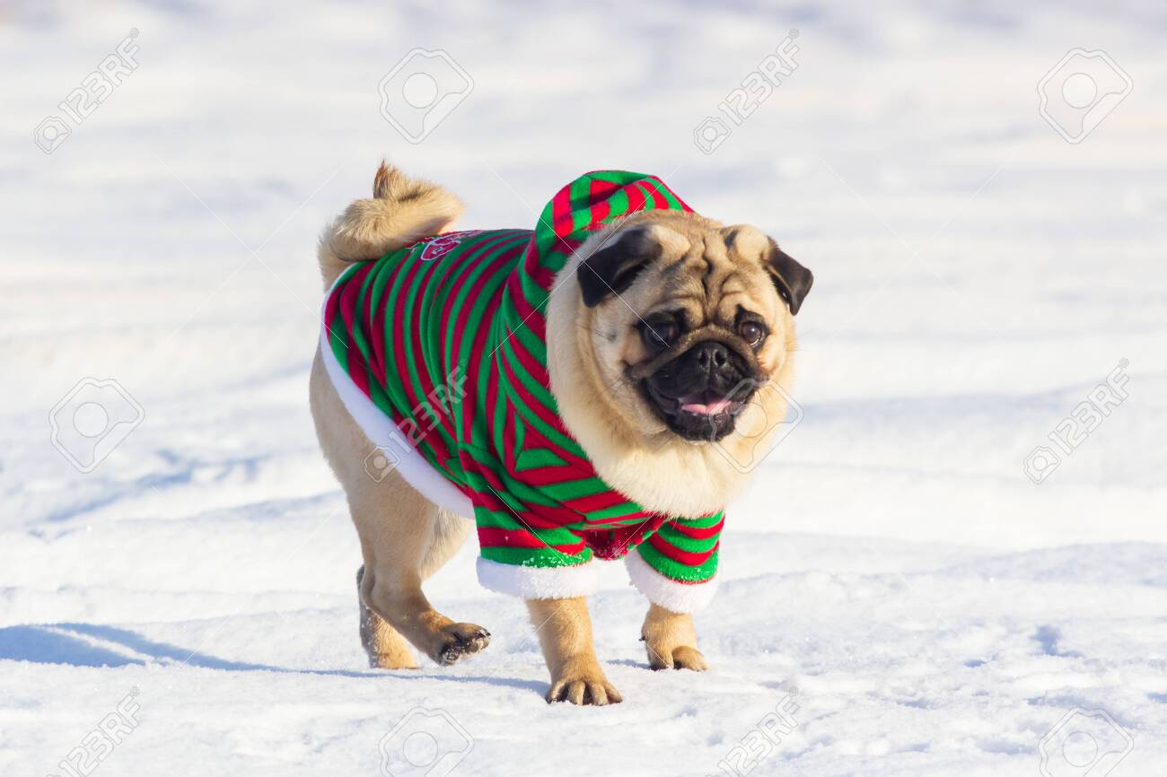 dog christmas elf costume