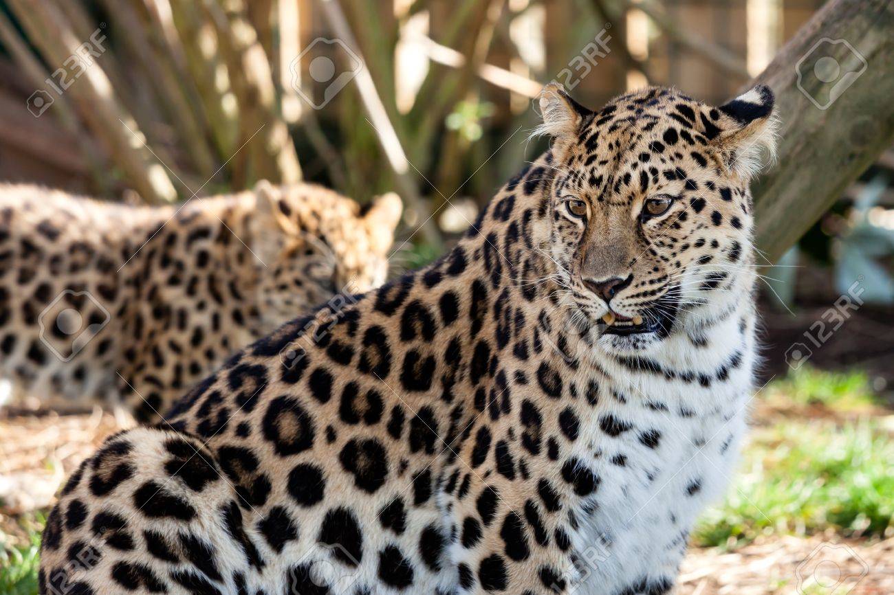 Mere Amur Leopard Cub Protection Dans Le Fond Orientalis Panthera Pardus Banque D Images Et Photos Libres De Droits Image 15809169 [ 866 x 1300 Pixel ]