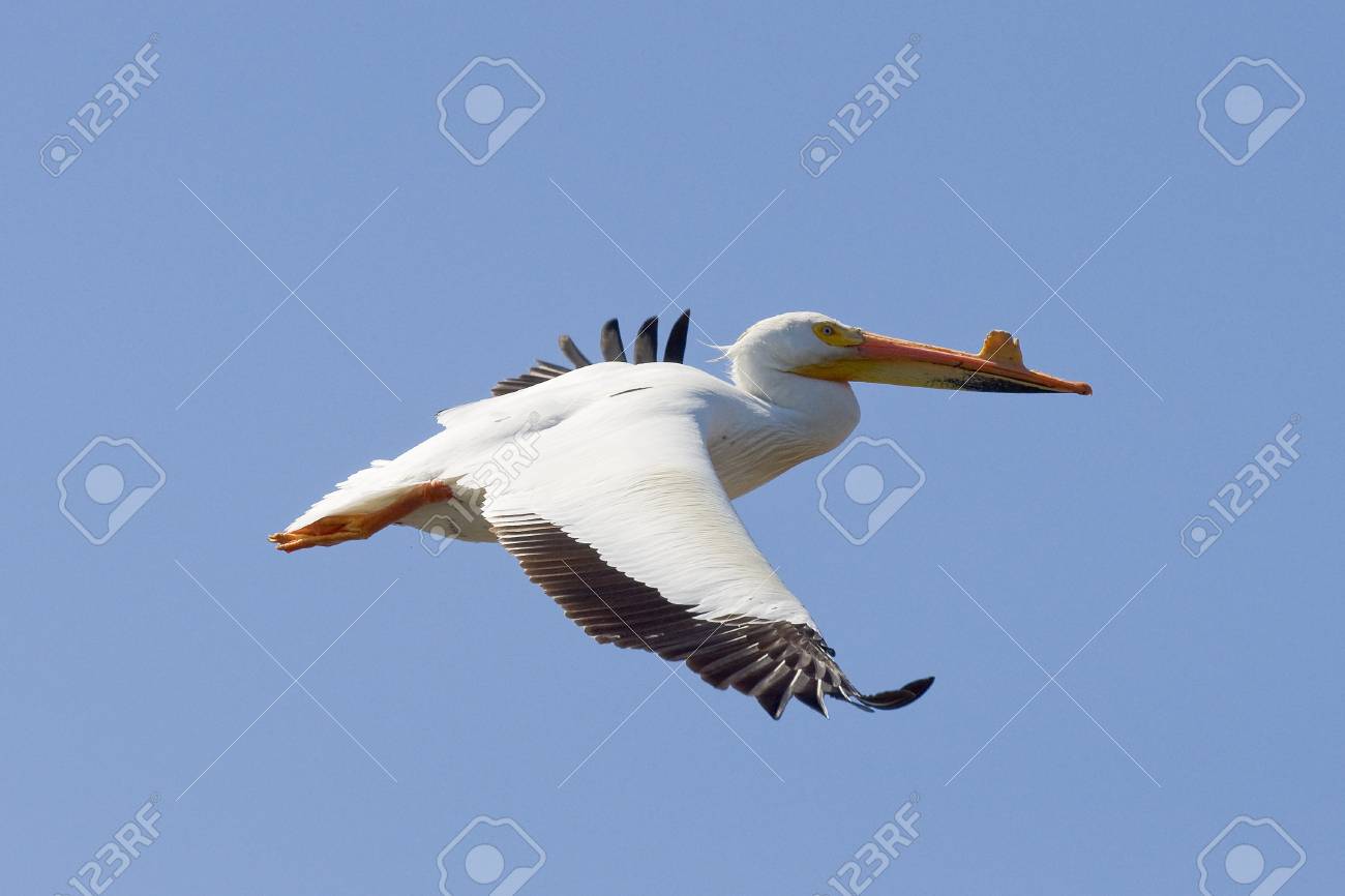 空飛ぶペリカン の写真素材 画像素材 Image