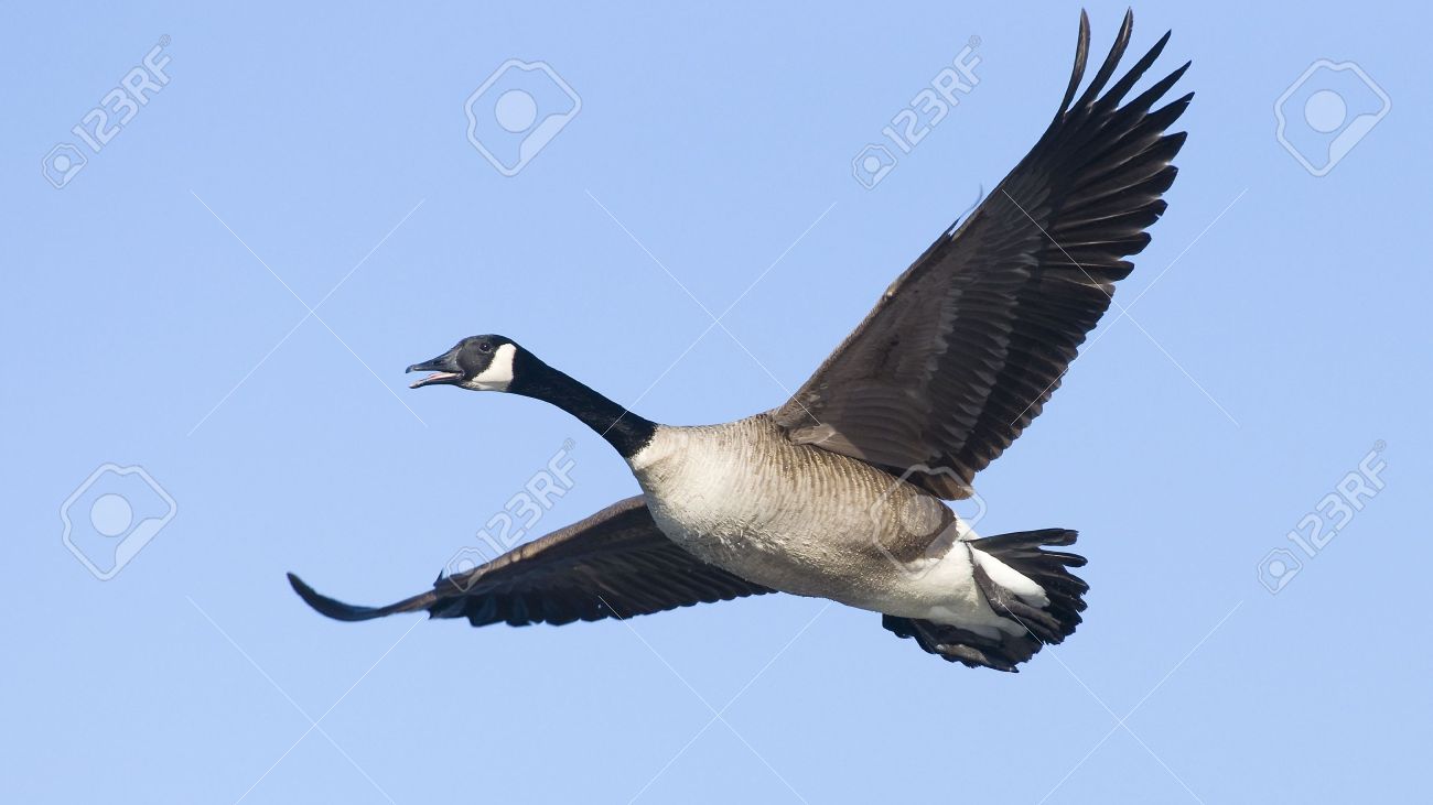 canada goose stock photos royalty free canada goose images