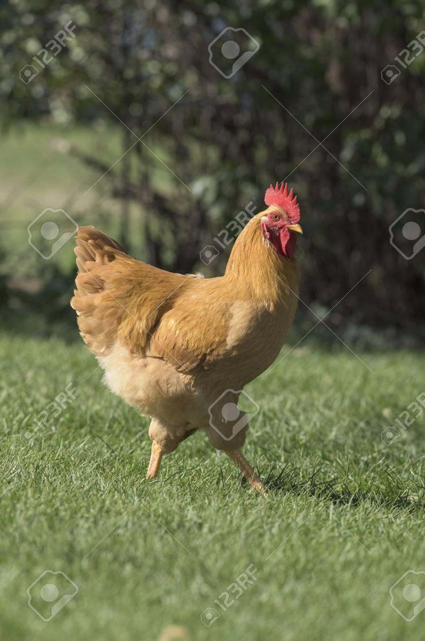 無料の範囲の鶏 の写真素材 画像素材 Image