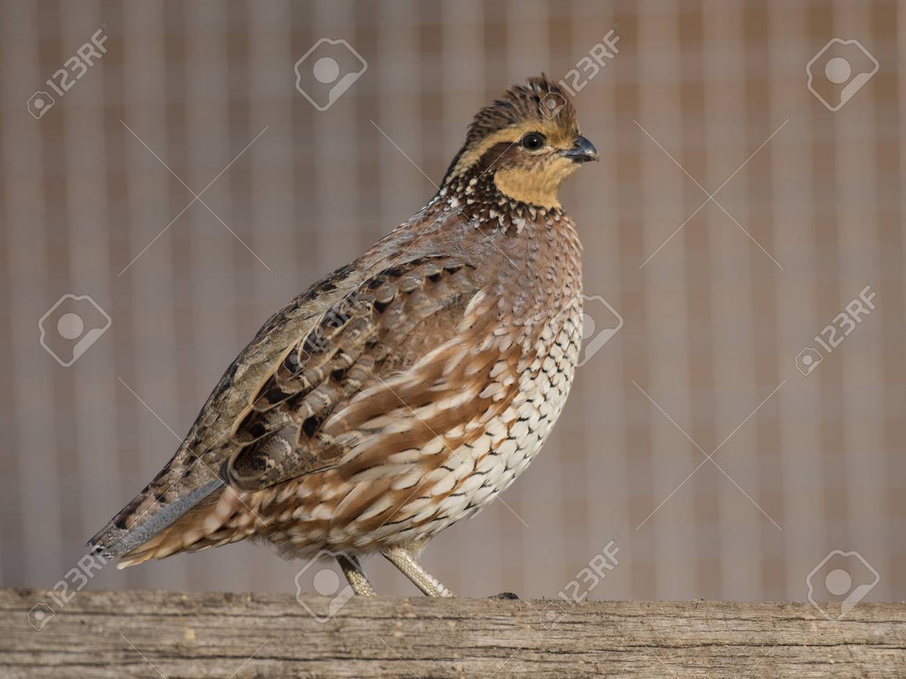 Куропатка и перепелка в чем разница. Рябчик куропатка Перепелка. Куропатка и Перепелка. Перепела порода Дмитриевская. Лютаевы Перепелка