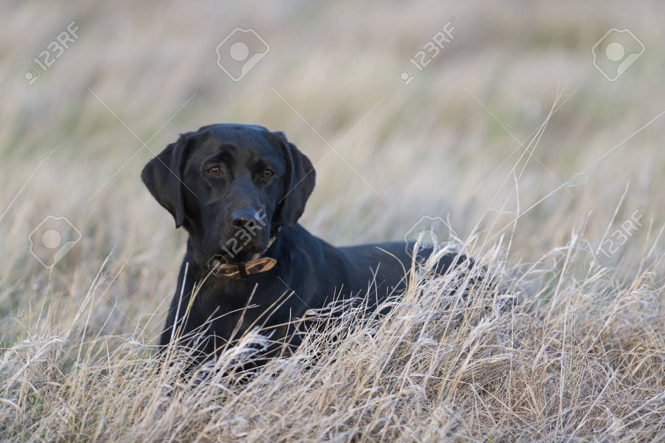 australian shepherd and cattle dog mix